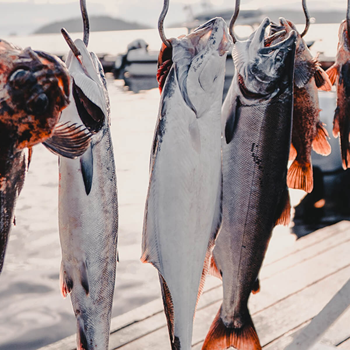 Halibut hanging up on the dock at Salmon Falls Resort