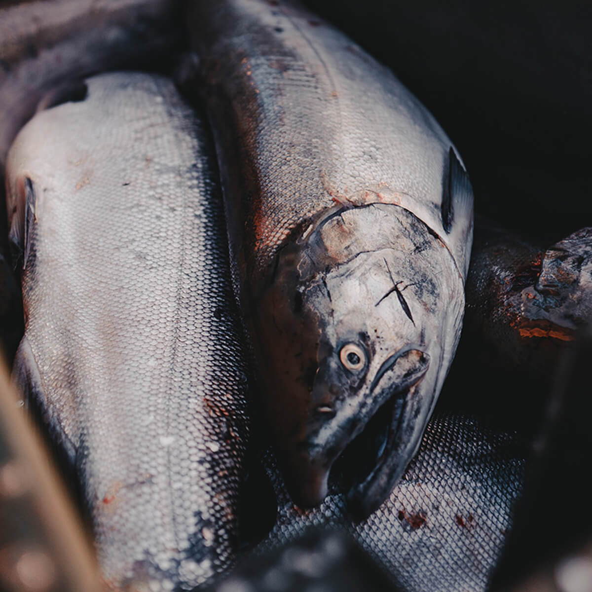 Pink Salmon at Salmon Falls Resort