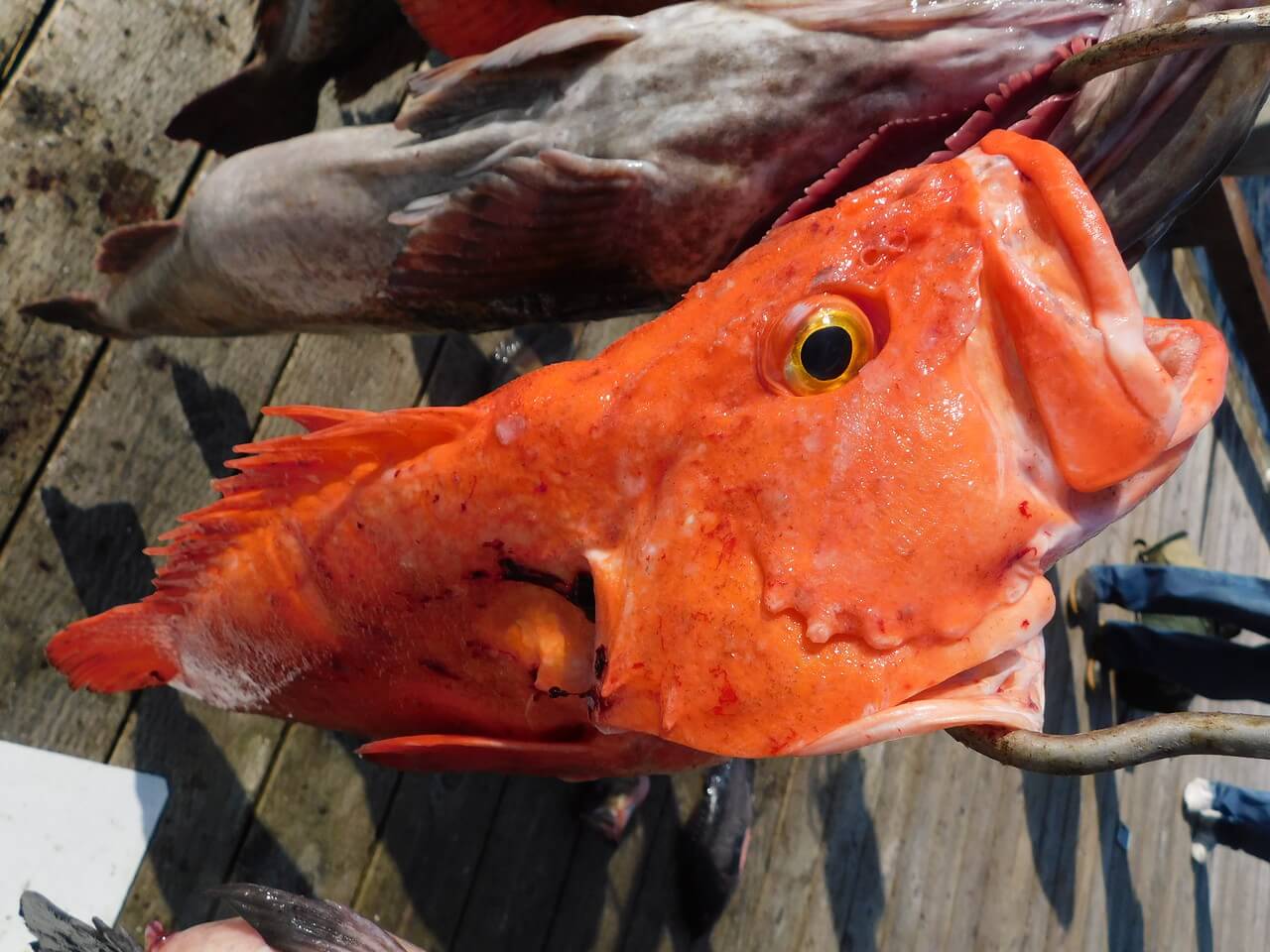 Yelloweye Rockfish on the boat at Salmon Falls Resort