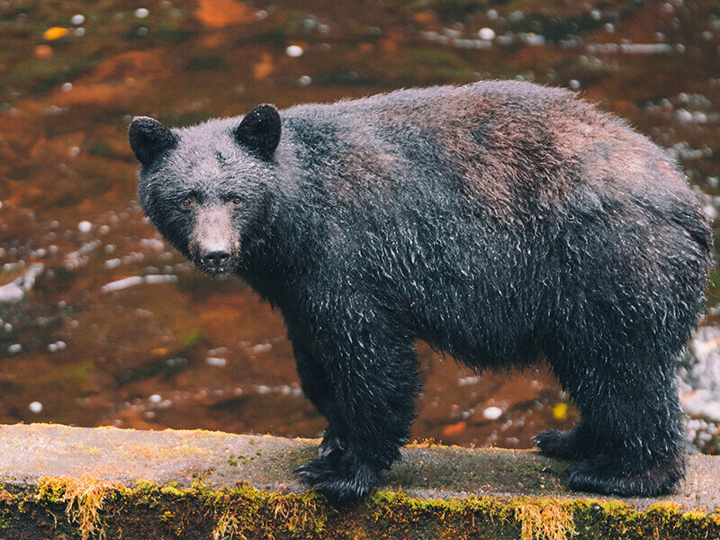 Bear Watching in Ketchikan