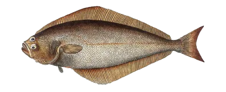 Halibut