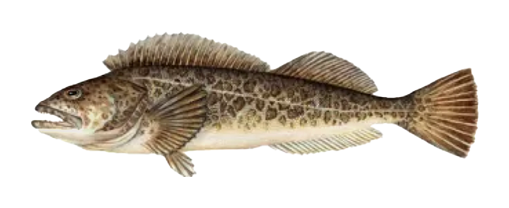 Lingcod