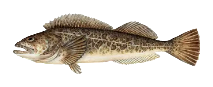 Lingcod