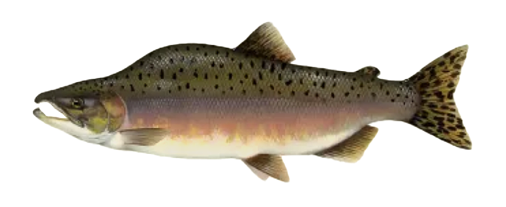 Pink Salmon