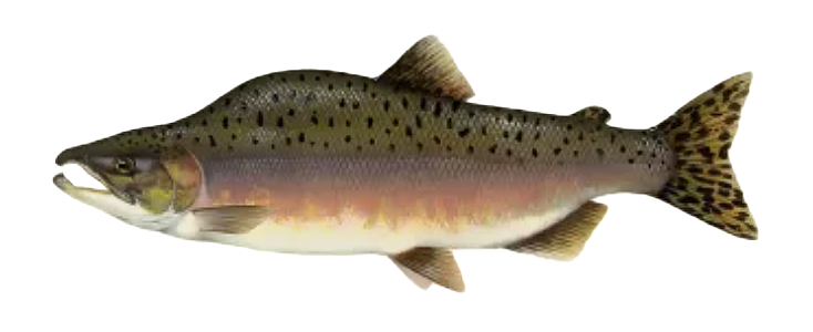 Pink Salmon