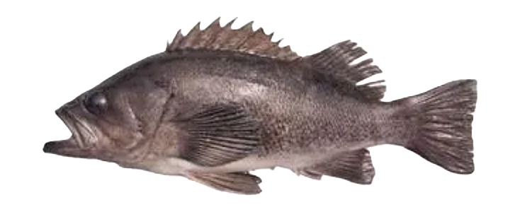 Rockfish