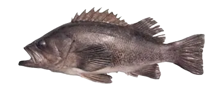 Rockfish