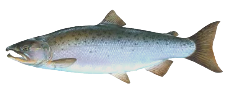 Silver Salmon