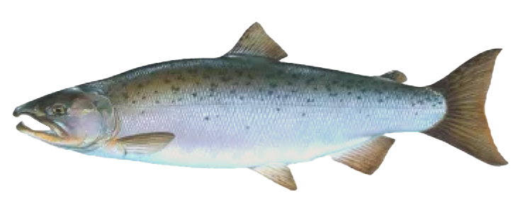 Silver Salmon