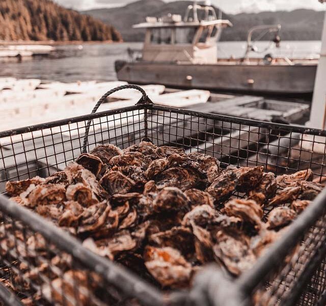 Hump Island oysters