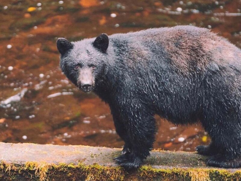Dog Salmon Creek Bear