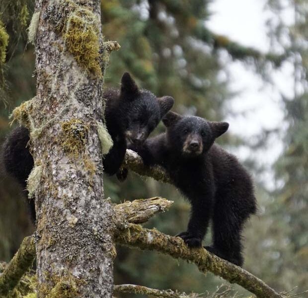 Dog Salmon Creek Bear viewing